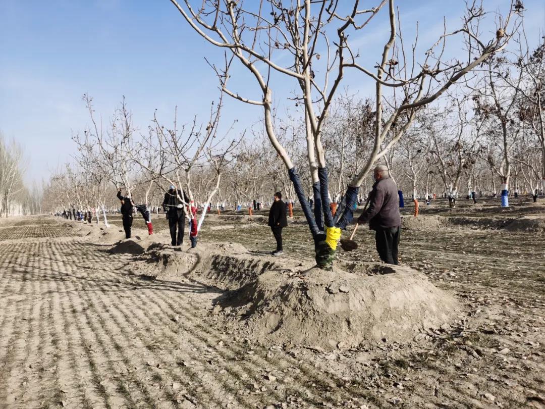 2021年1月古勒巴格鄉阿熱買里村的核桃地