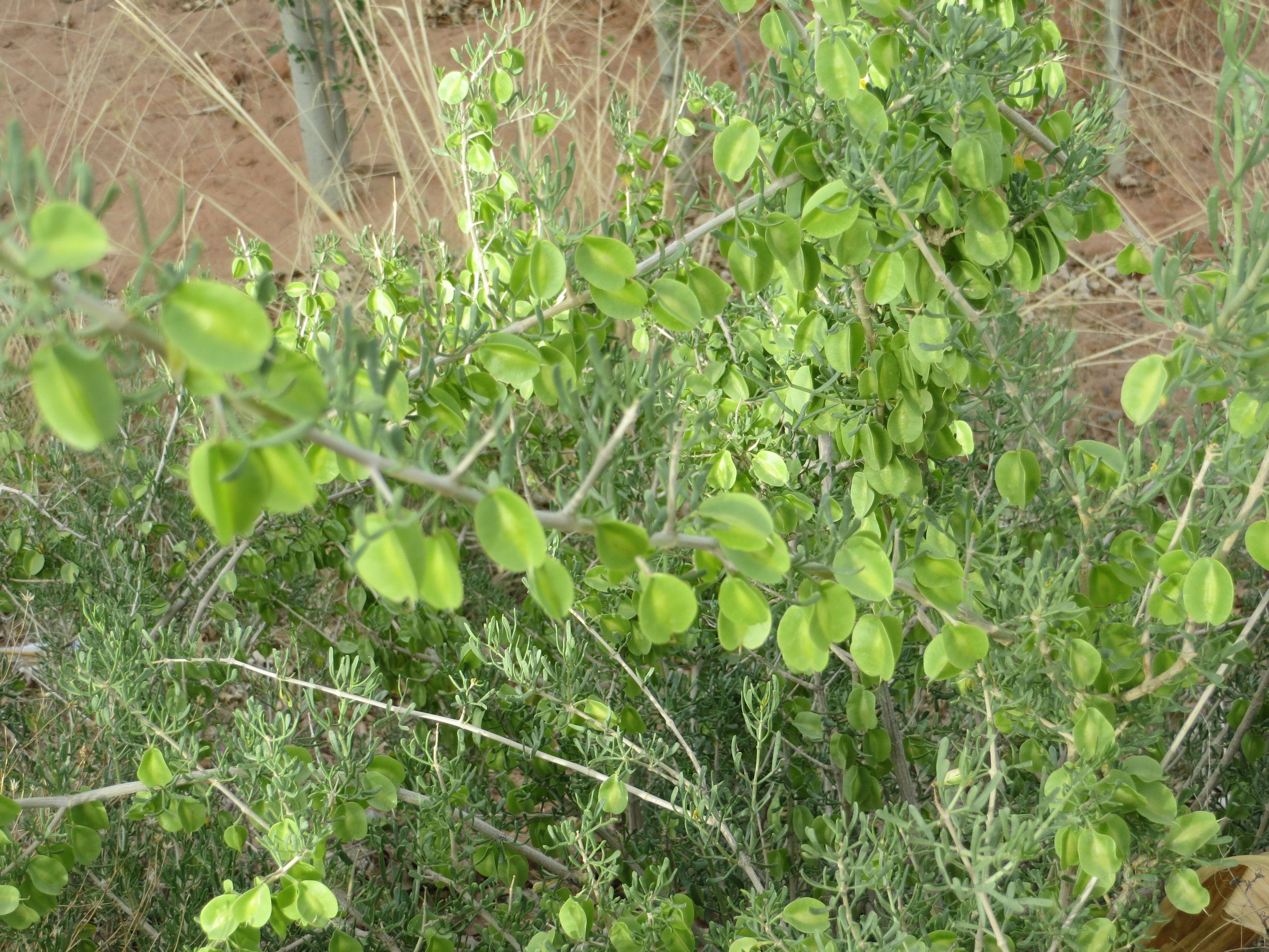 野榆錢菠菜