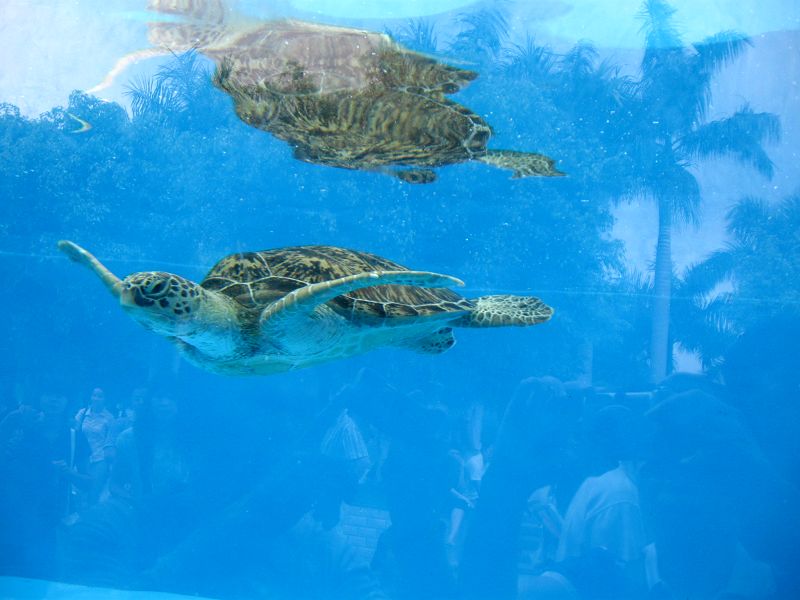 海豚館外的海龜