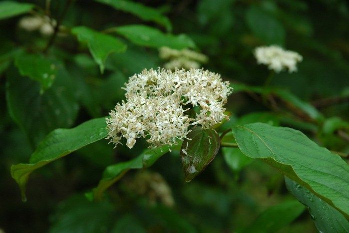 小花棶木(山茱萸科山茱萸屬植物)