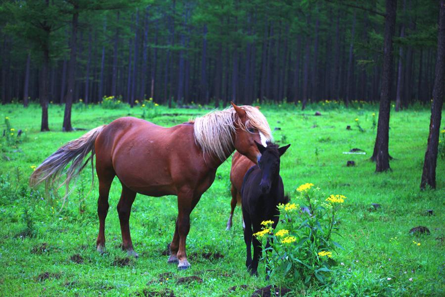 大興安嶺馬