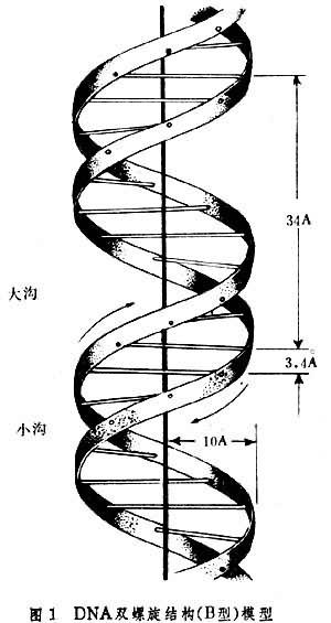 反向雙螺旋