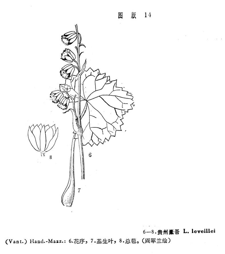 貴州橐吾墨線圖