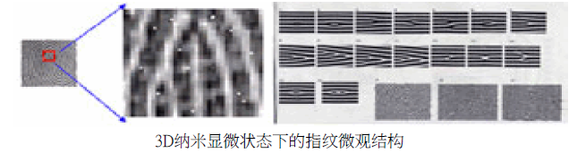 顯微鏡下的皮指紋結構