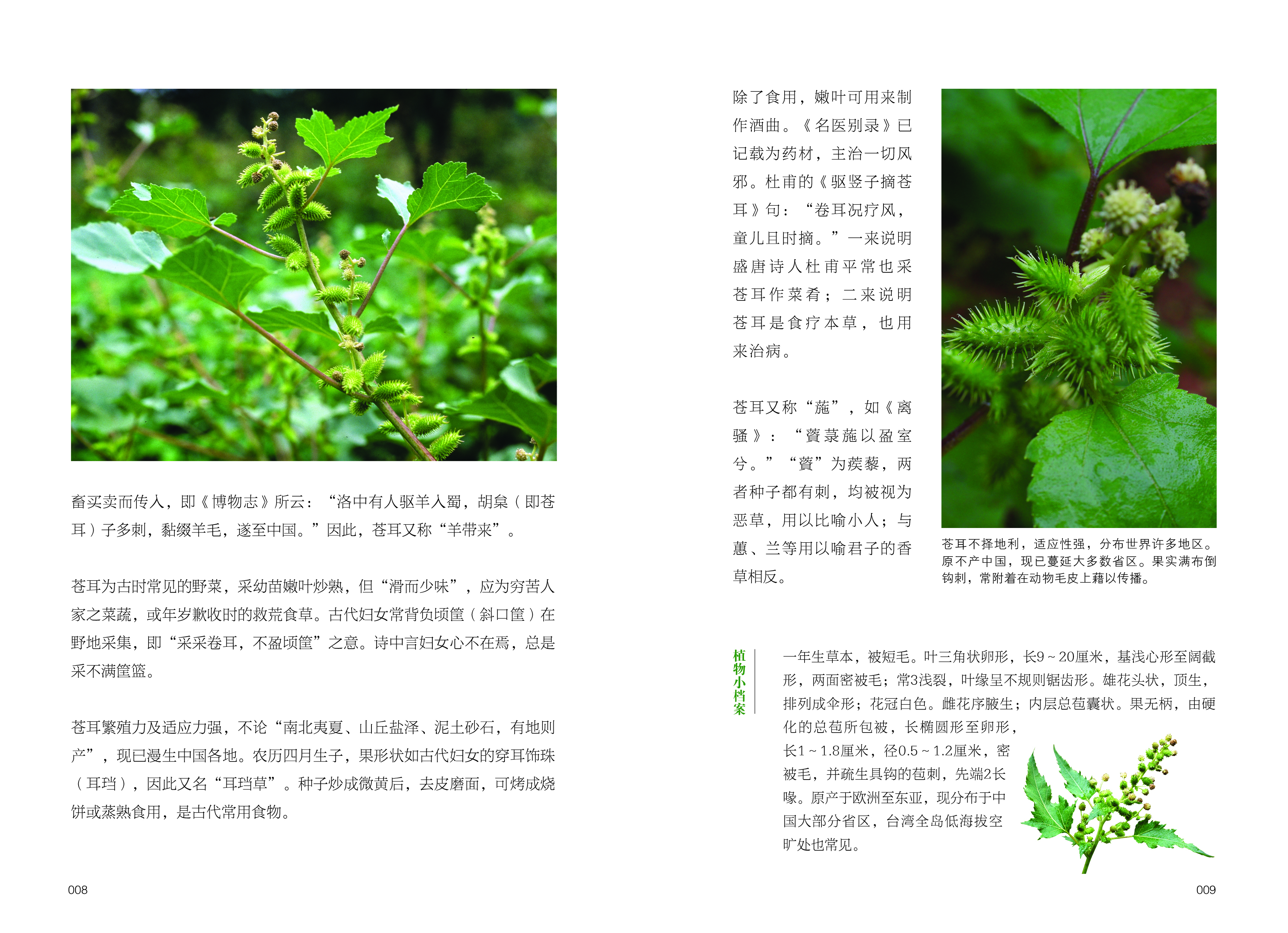 《詩經》植物：蒼耳圖鑑