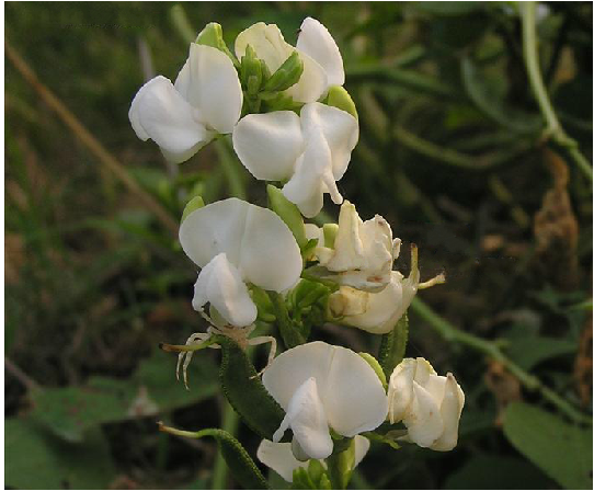 扁豆花(中藥)