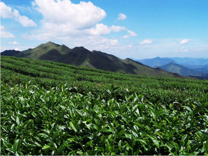 永福高山茶