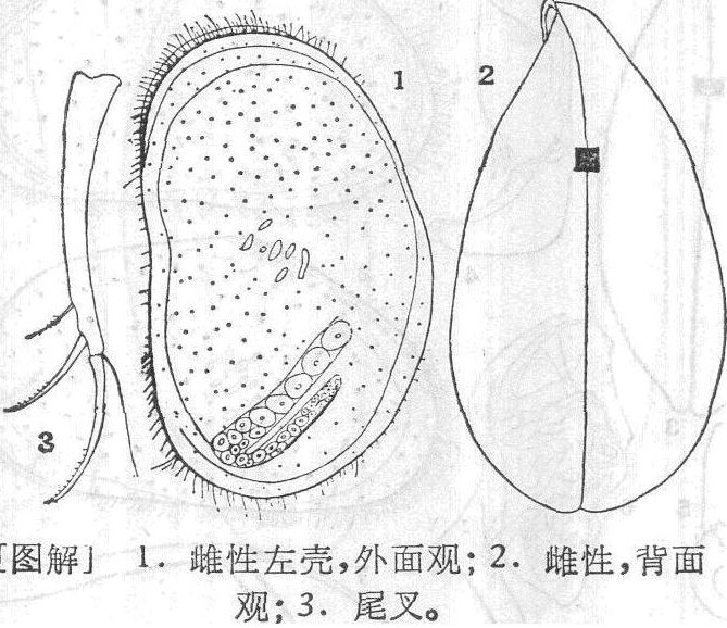 歪形異殼介蟲