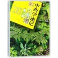 中藥學速記彩色圖譜（第1冊）