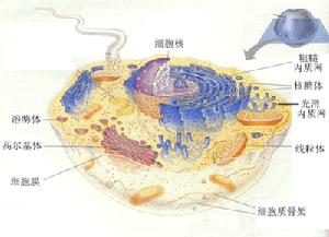 構象漲落