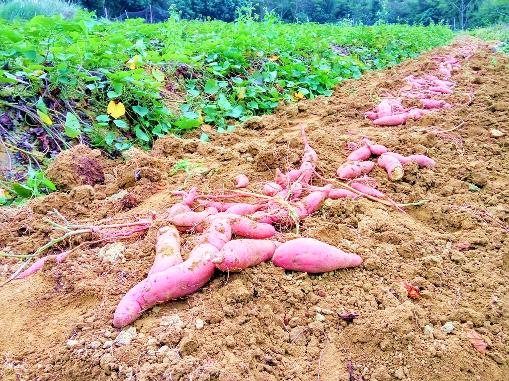 水石村(廣東省茂名市電白區那霍鎮下轄村)