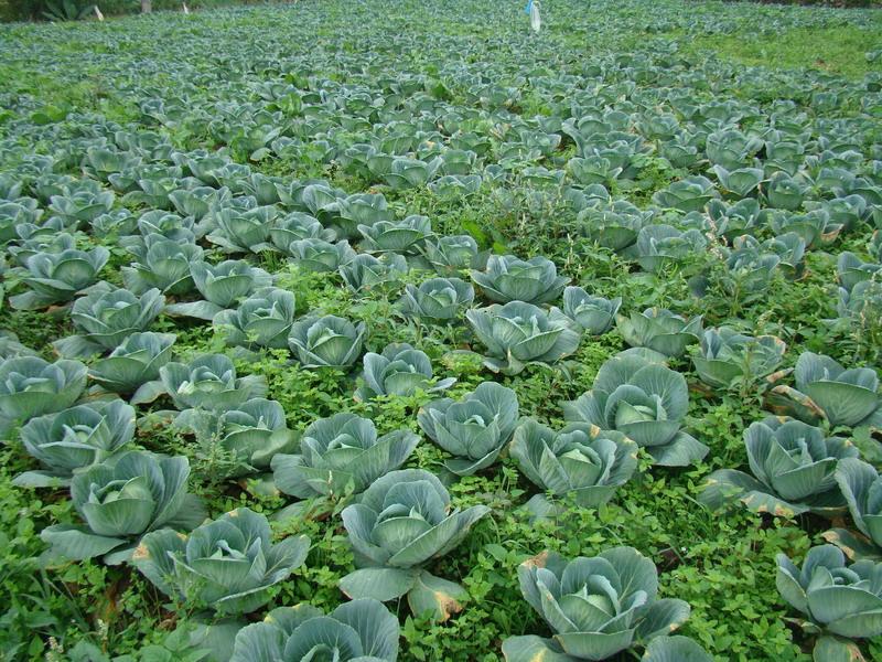 蔬菜產業