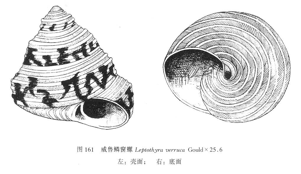 圖1.威魯鱗窗螺