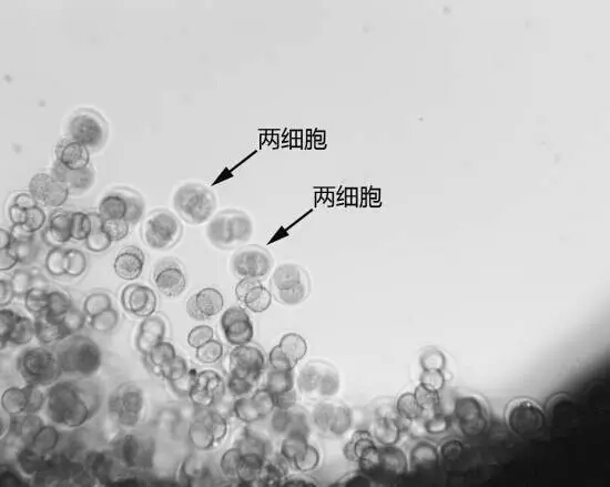 實踐十號衛星(實踐十號返回式科學衛星)