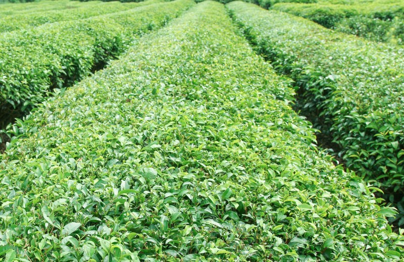 合浦縣七里香茶莊園