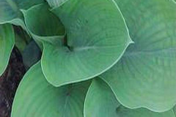 Hosta (Tardiana Group) \x27Blue Danube\x27