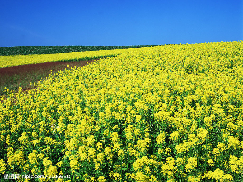 油菜花