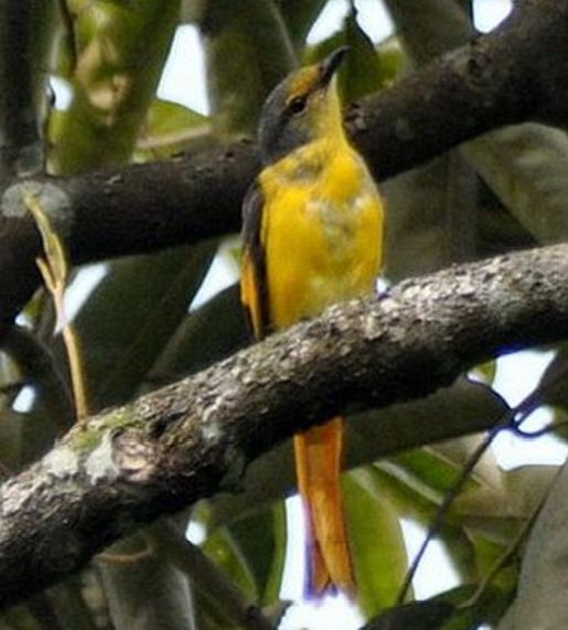 火紅山椒鳥