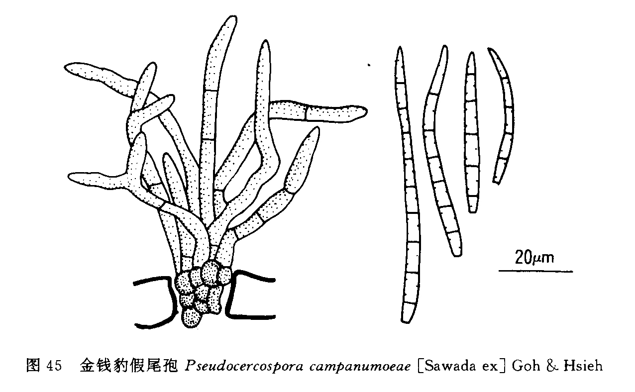 金錢豹假尾孢