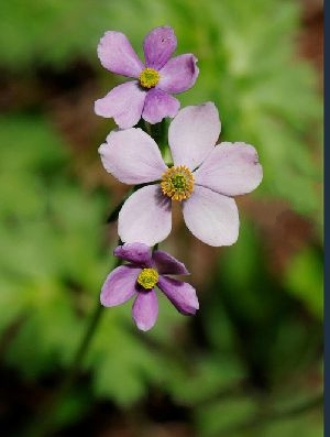 展毛銀蓮花