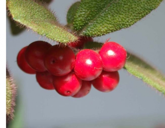 紅毛氈(《聊齋志異》篇目)