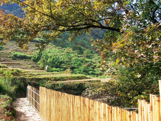 黃楮林山道