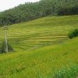 石頭河村(雲南省楚雄州楚雄市東瓜鎮下轄村)