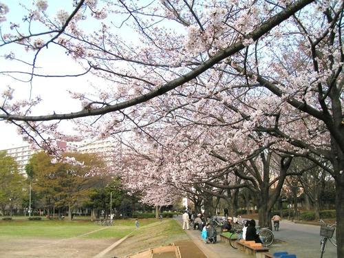 東京聖榮大學