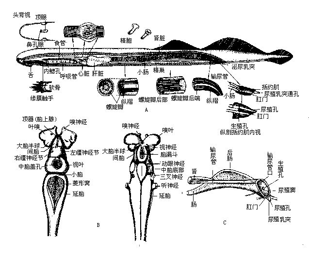 魚體介紹