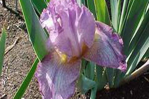 Iris \x27Northward Ho\x27