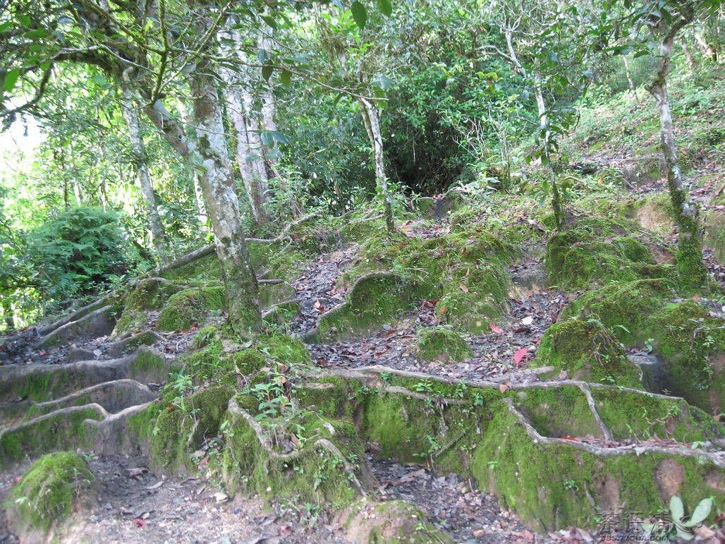 巴達山古茶樹