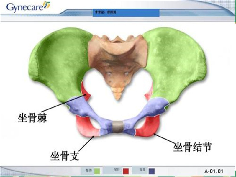 坐骨結節性囊腫