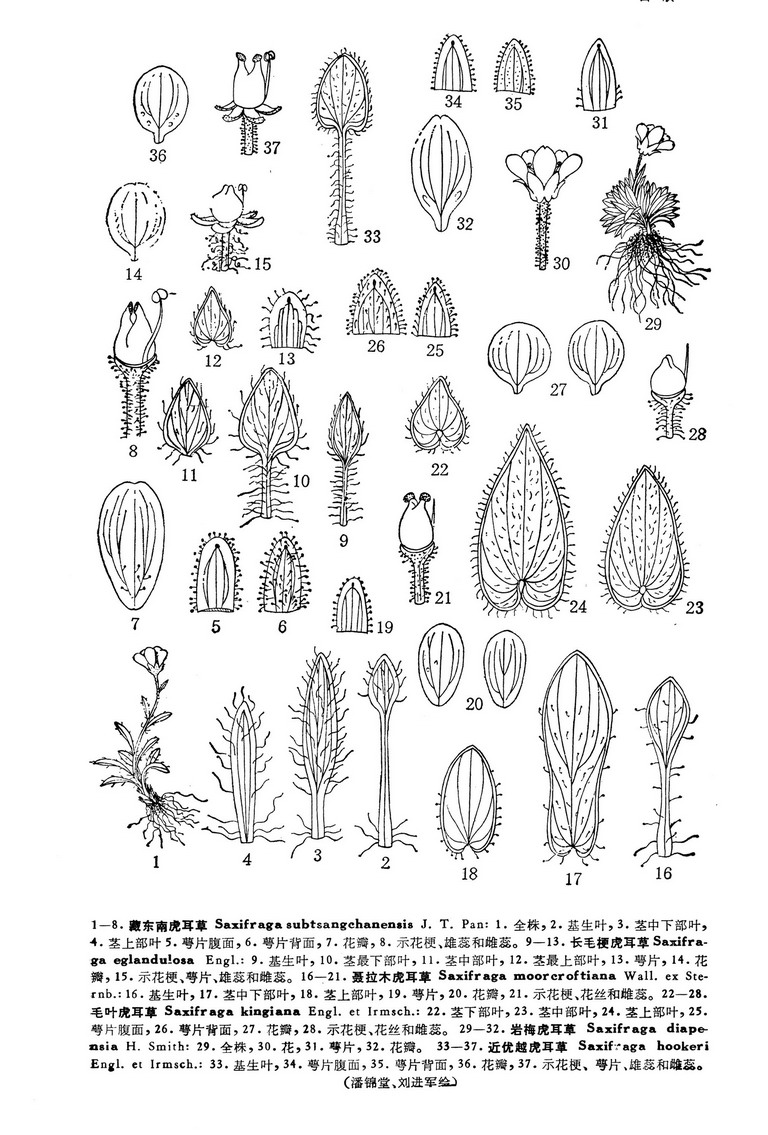 長毛梗虎耳草