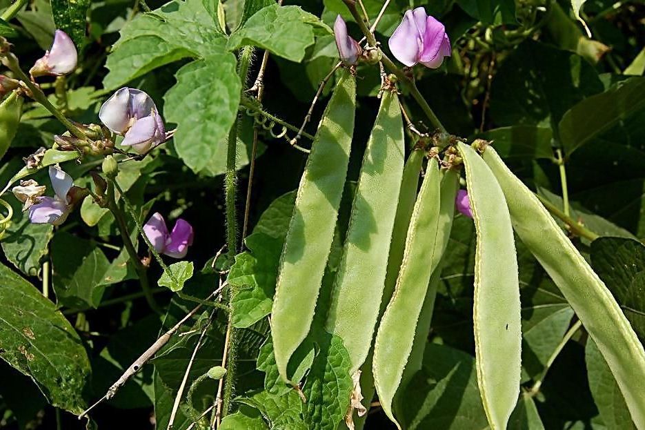 鵲豆(豆科扁豆屬植物)