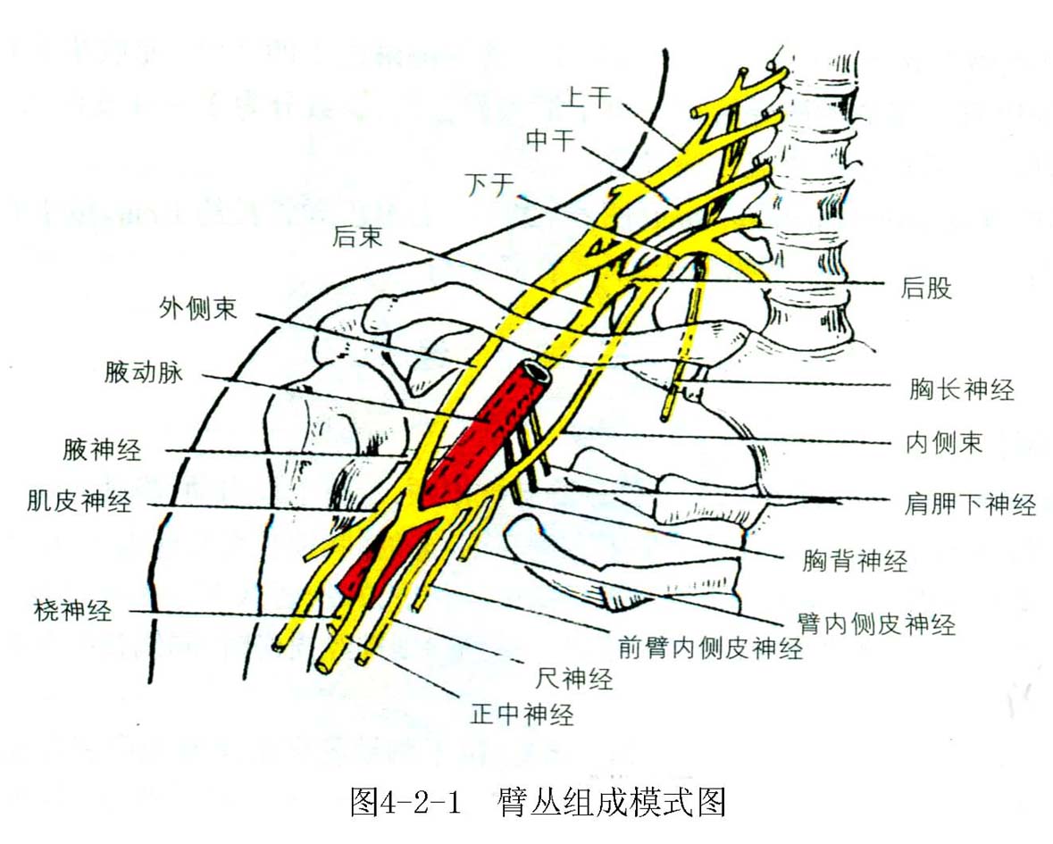 臂叢