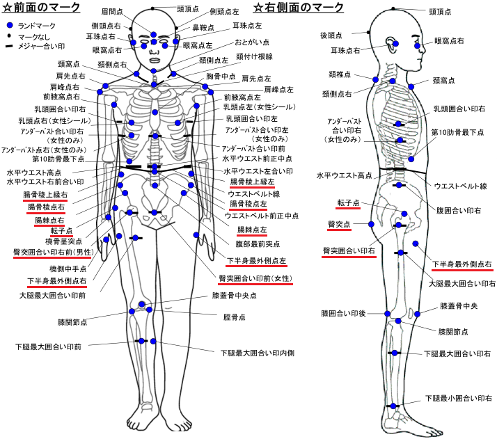 臀寬(髖最大寬)