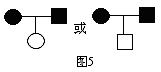 遺傳譜系圖