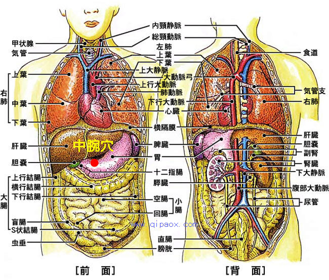 中焦