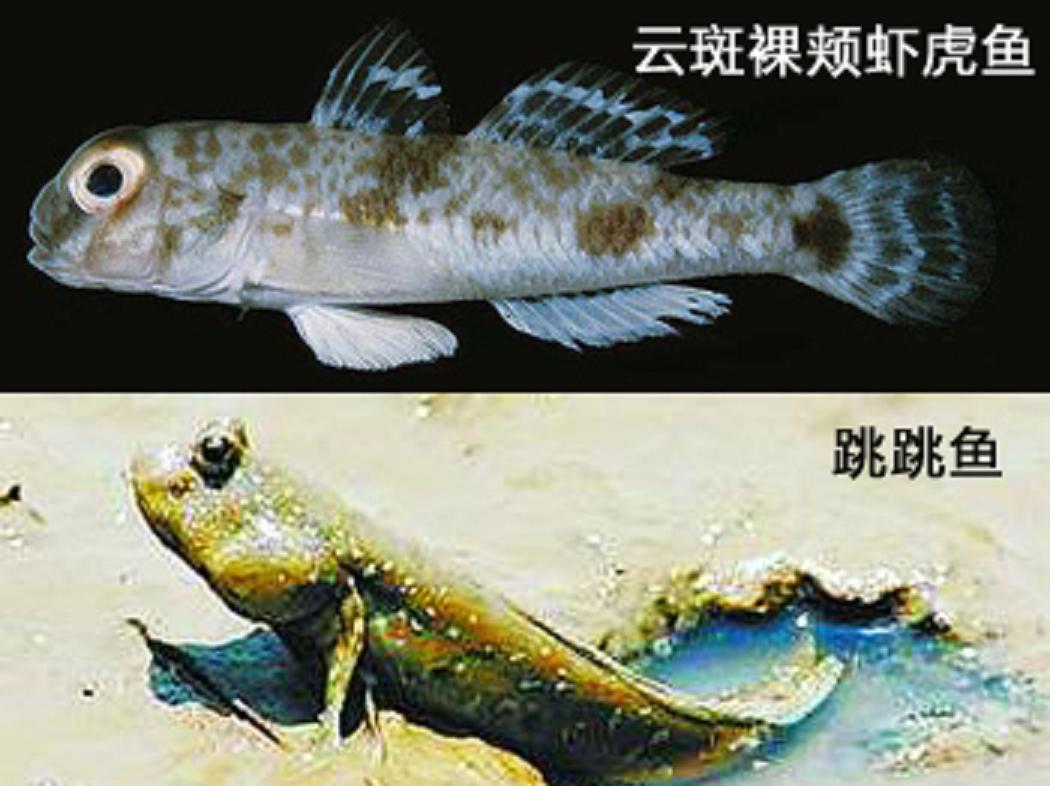 雲斑裸頰蝦虎魚(雲斑裸頰鰕虎魚)