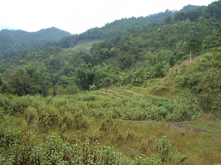 新建、路邊自然村-生態林