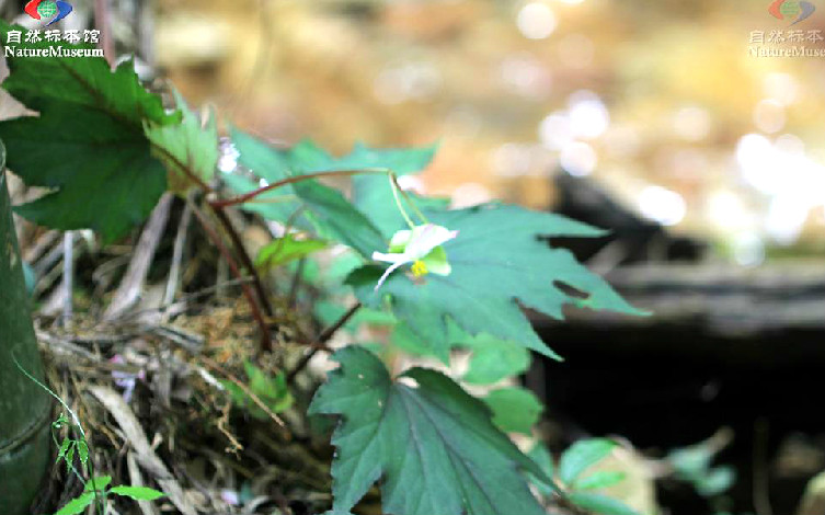 周裂秋海棠(植物)