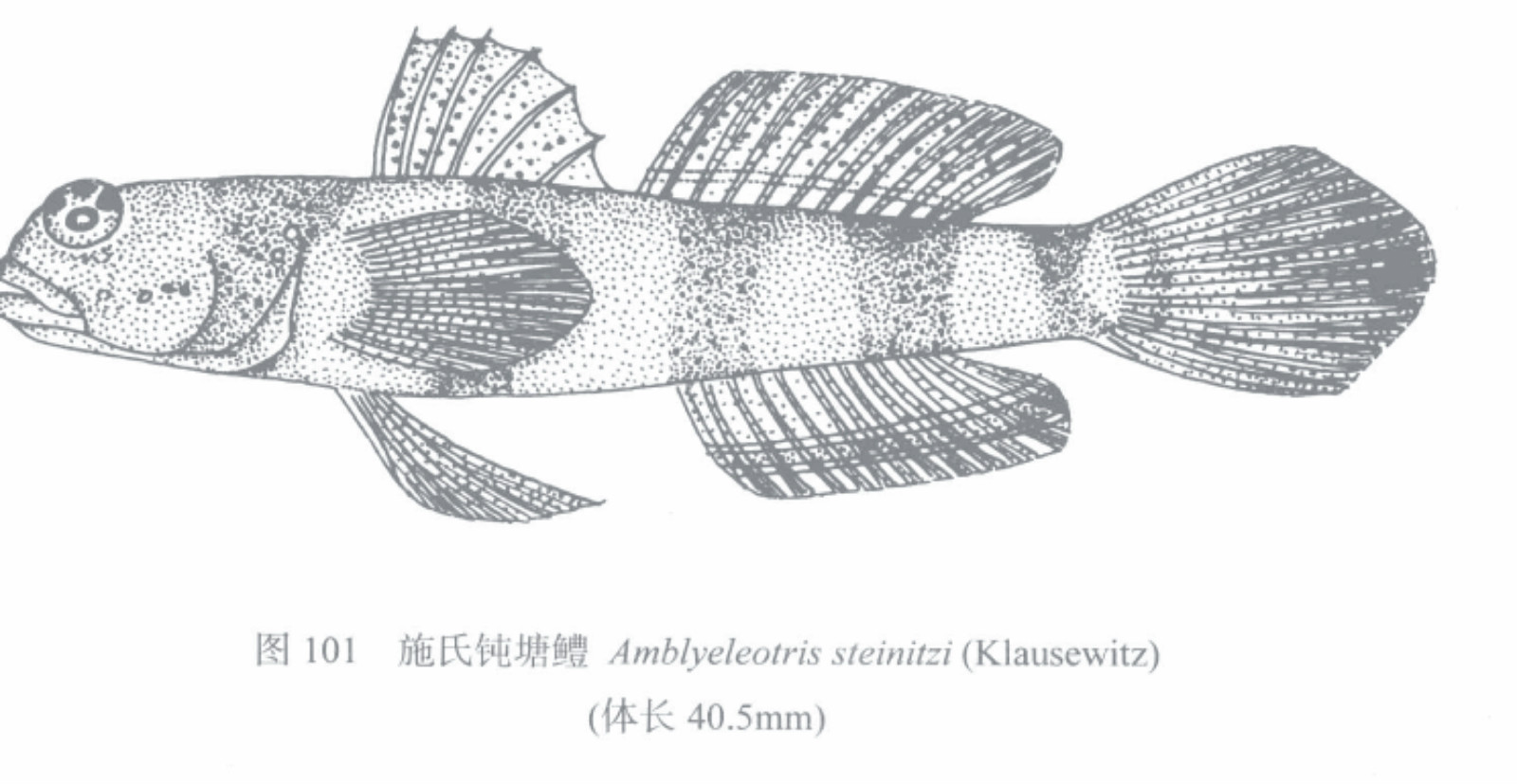 施氏鈍塘鱧