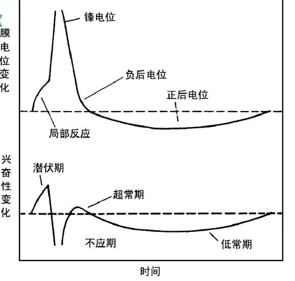 興奮性的周期變化