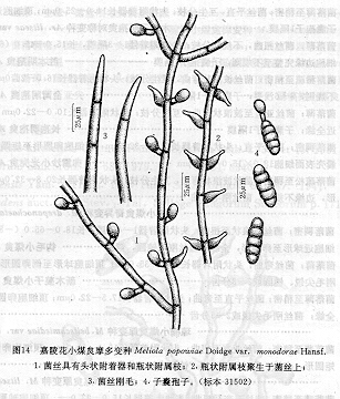 嘉陵花小煤炱摩多變種