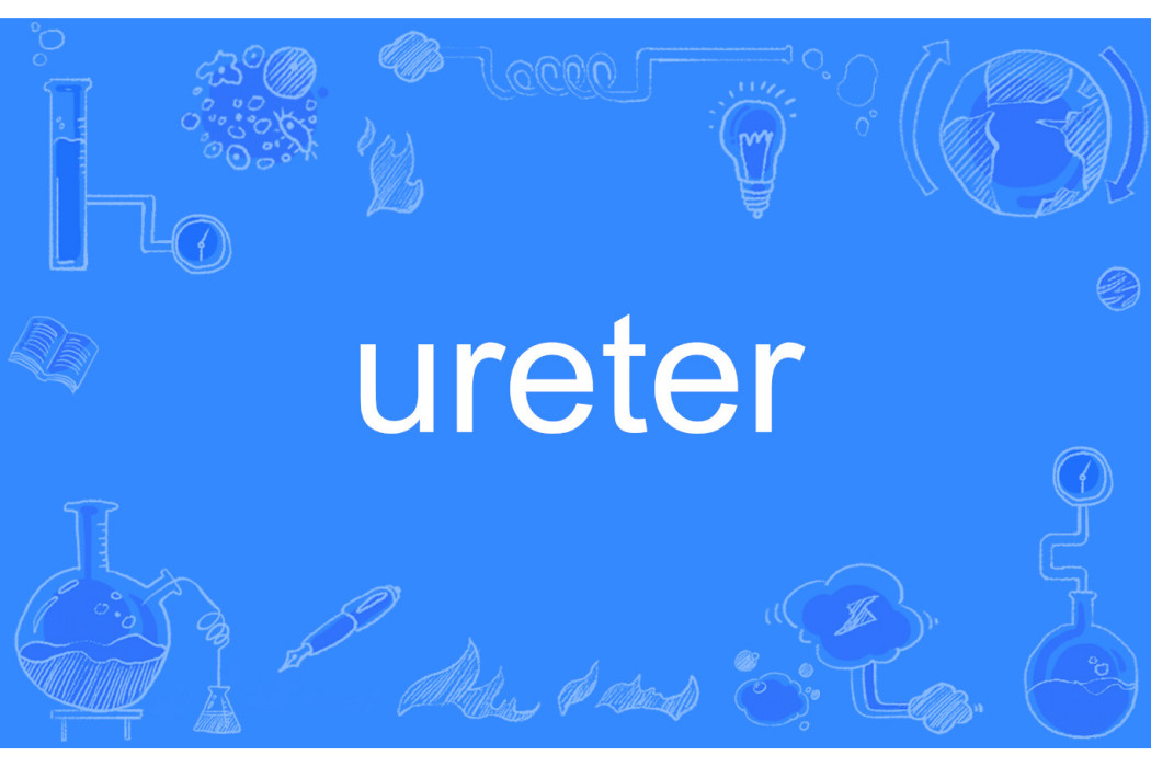 ureter