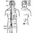 十二經別(經絡理論)