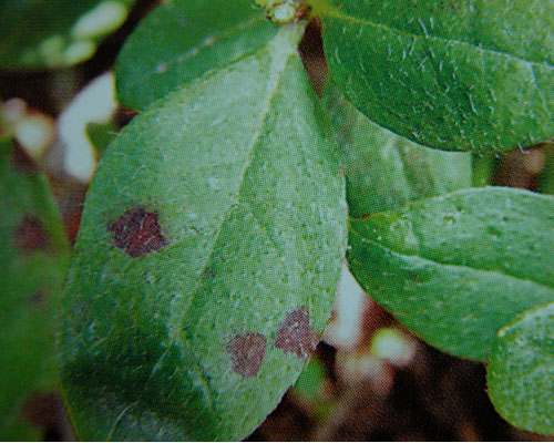 黃茅黑痣菌