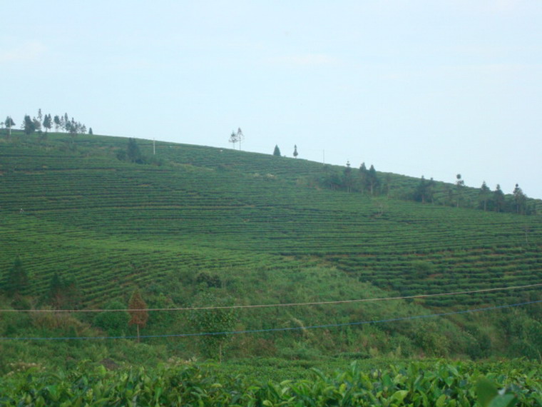 農莫衛茶場村茶葉