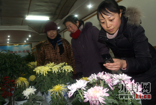 菊花疏蕾