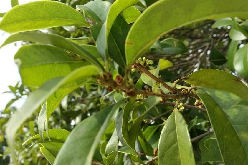 桂花黃山學院19號